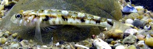 Pomatoschistus pictus_01103